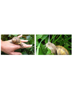 LA FERME AUX ESCARGOT FRENCH SNAILS  ORGANIC - FROZEN SNAILS - Snail (Escargot) Cat:3 (Approx 240 Pcs)