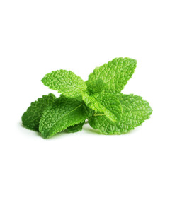 Rya Mint - Case