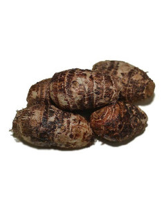 Rya Small Yam - Case
