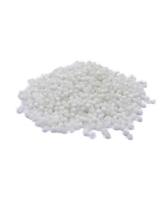 Large Sago - Case