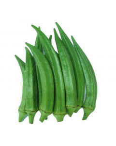 Rya Ladies Finger - Case