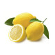 Rya Yellow Lemon - Case